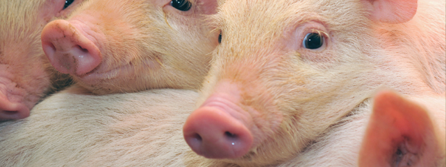Pigs