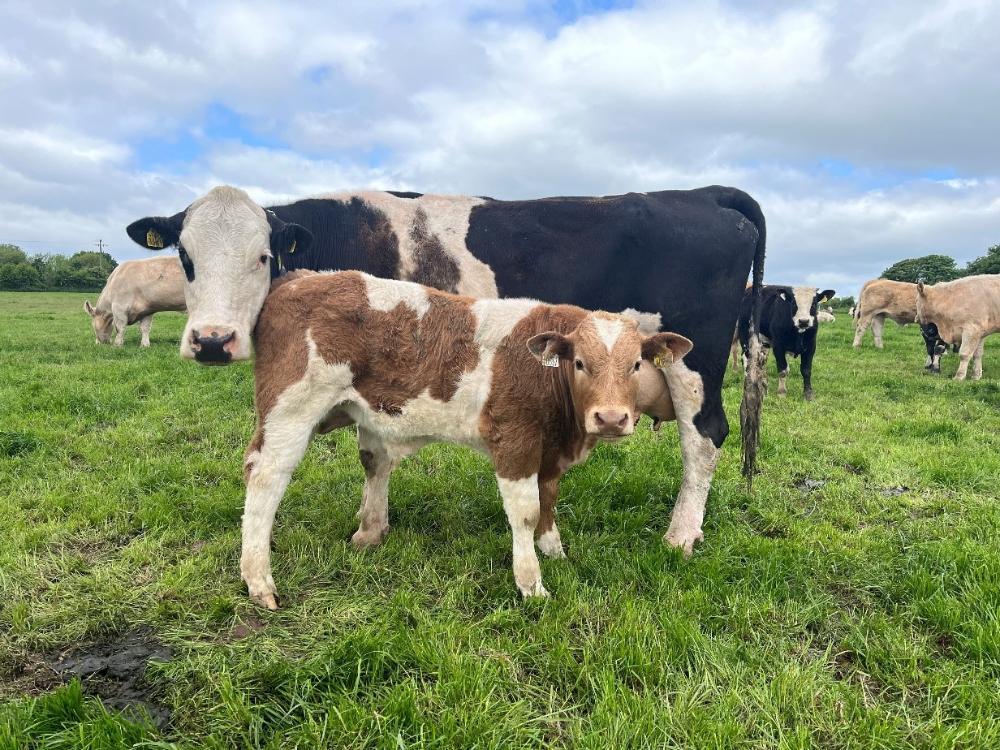 Cow and calf