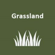 Make the most of spring grass