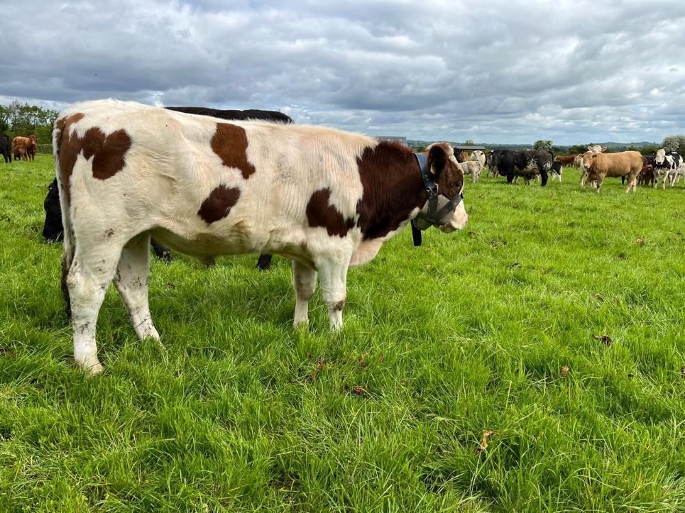 Vasectomised bull with chin ball