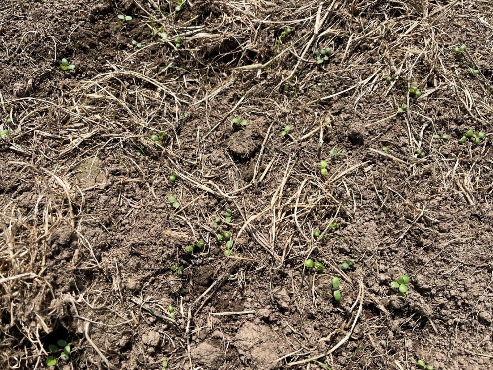Clover seedlings striking in the reseeded field
