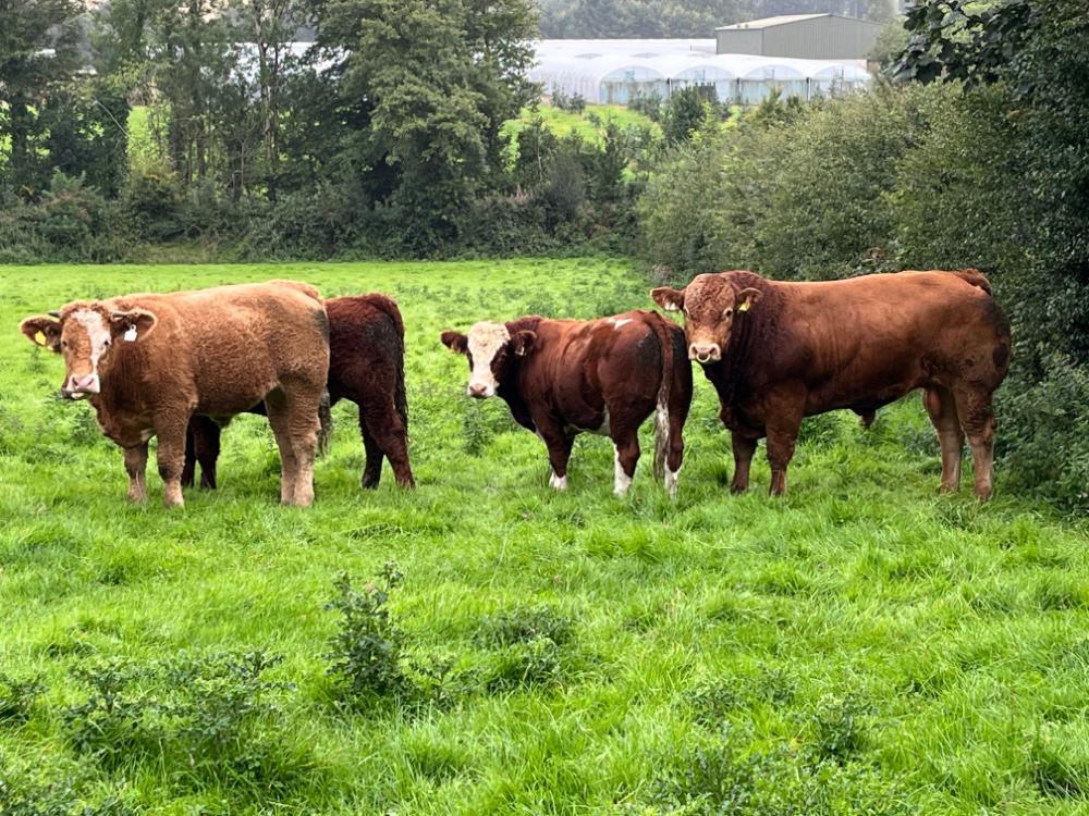 New bull with heifers