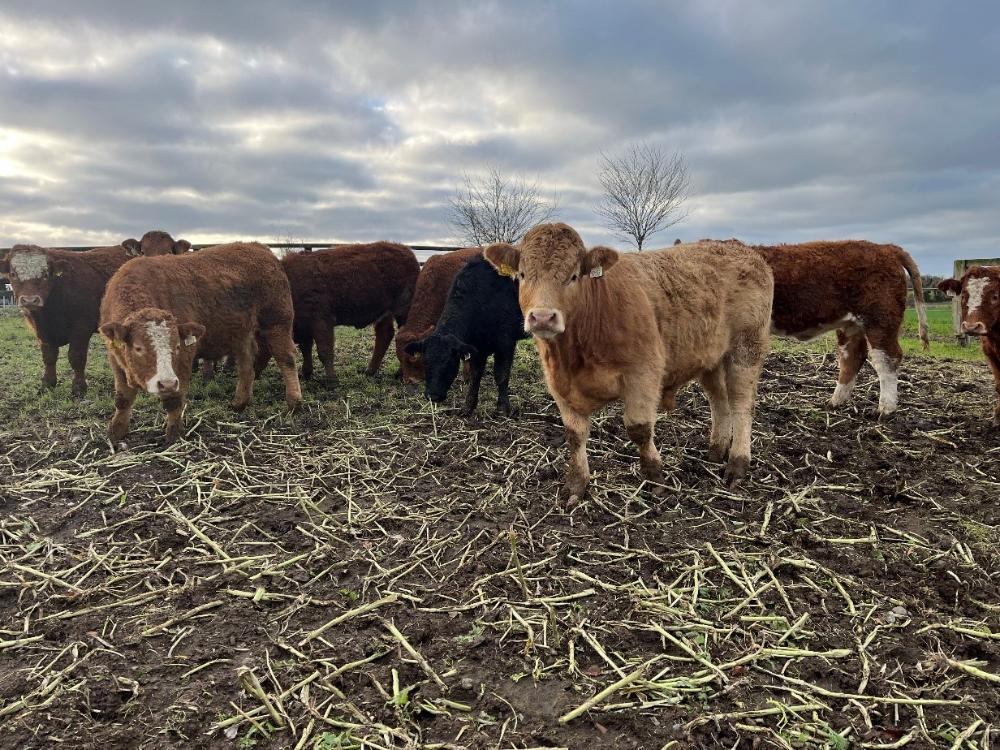 Cattle grazing forage crop