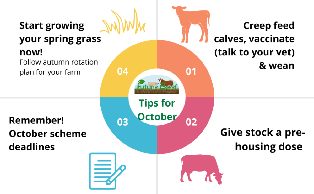 October Top Tips