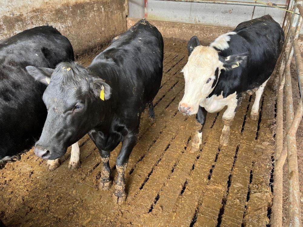 Finishing heifers