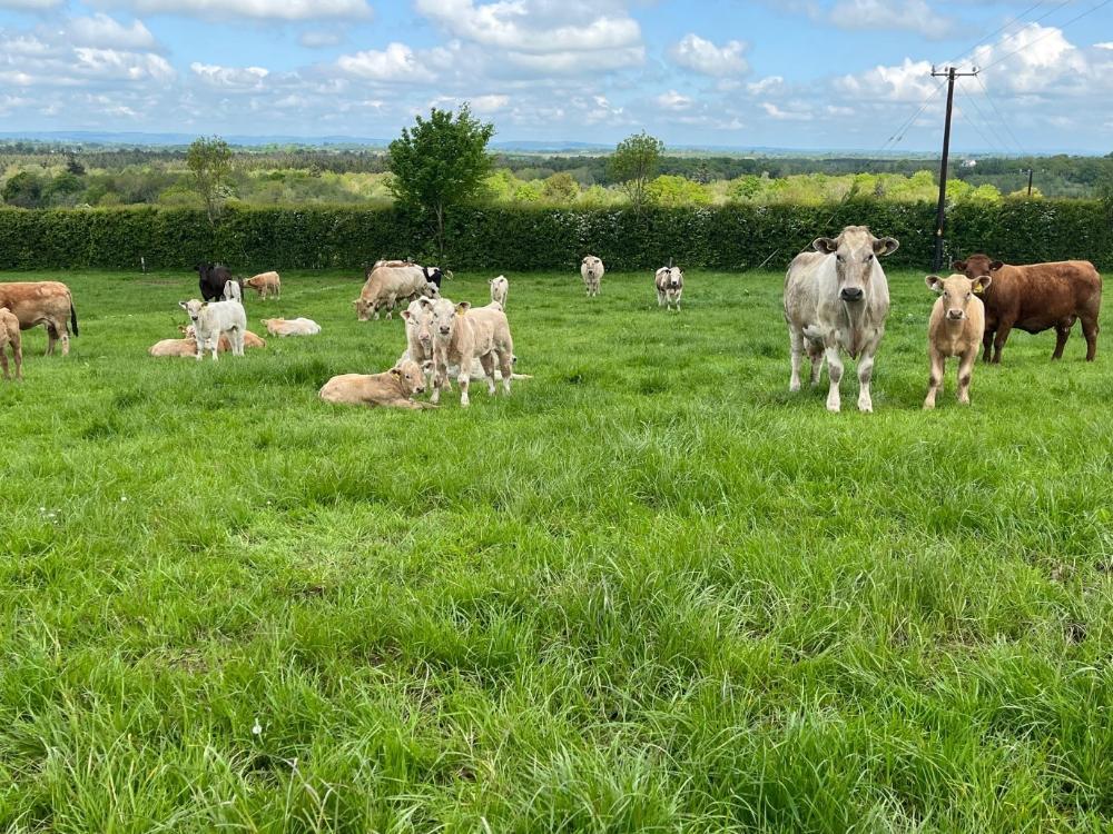 Cows and calves grazing on the farm