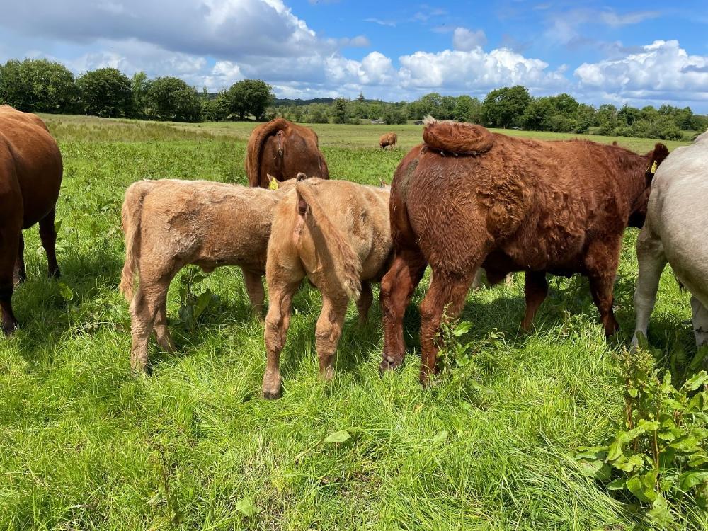 Stock at grass
