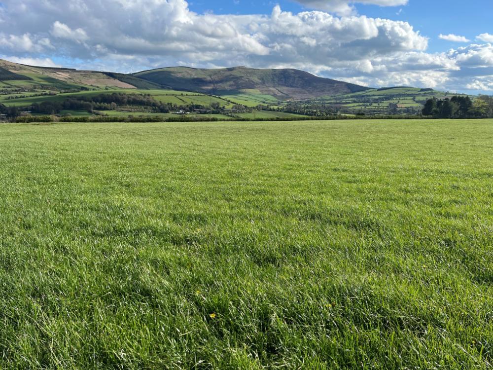 Silage fields