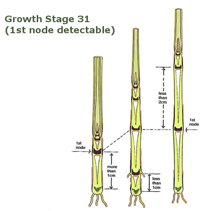 Winter Wheat Growth Stages Chart