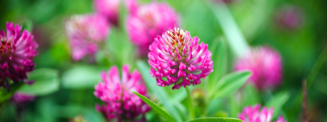 Red clover
