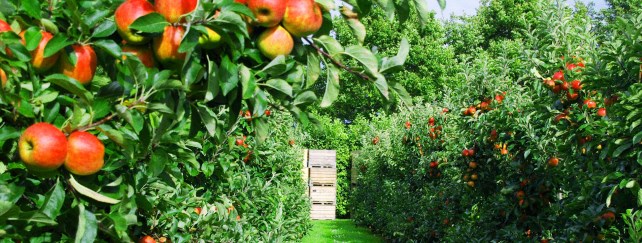Level 5 Certificate in Horticulture