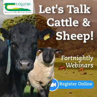 Let's Talk Cattle and Sheep 