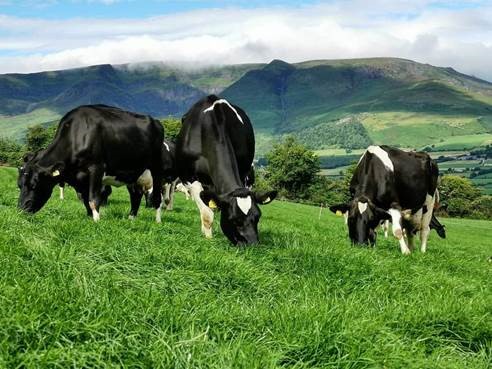 Maighread Barrons photo of cows grazing in beautiful surroundings