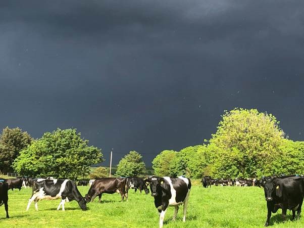 Marguerite Crowleys photo of cows in a field with a dramatic grey sky