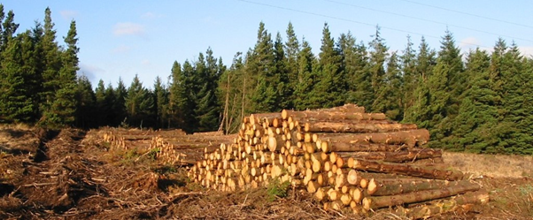 Teagasc announces post storm timber harvesting and marketing events