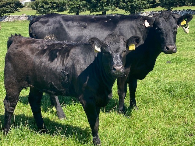 Aberdeen Angus x Friesian-cross cow born 21st February 2020 (1st Calver) with her Limousin-cross heifer calf