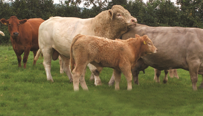 Tips when purchasing a new stock bull