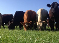 Nitrogen for Beef Farms Factsheet