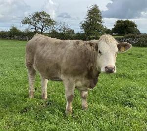 Derryolam Matt heifer