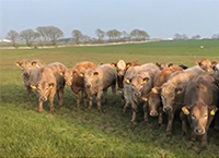 Newford Suckler Demonstration Farm - Early Turnout of Yearling Heifers to Grass