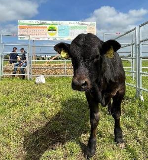 calf by Ewdenvale Ivor and out of a first calving AA heifer calved at 24 months
