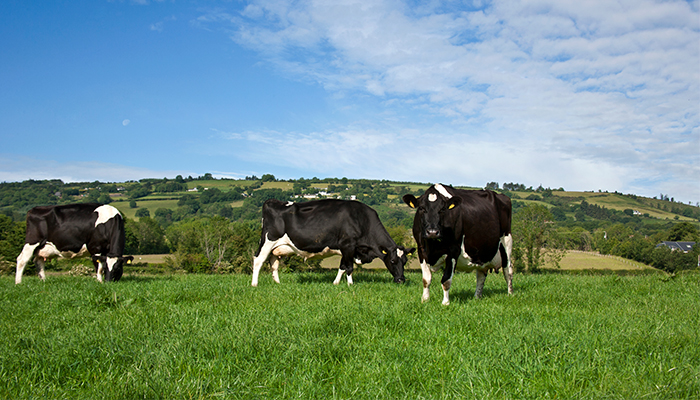Implications of revised nitrates measures on the land market