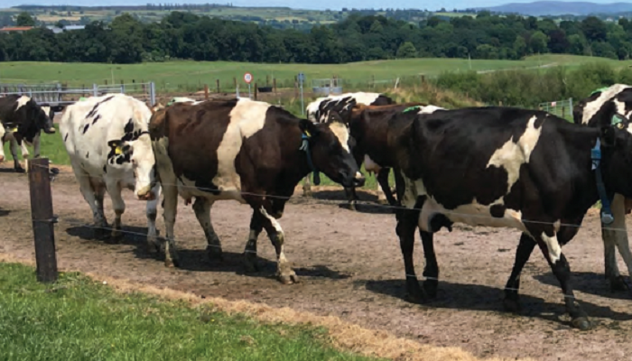 Managing late-calving cows to shorten calving interval