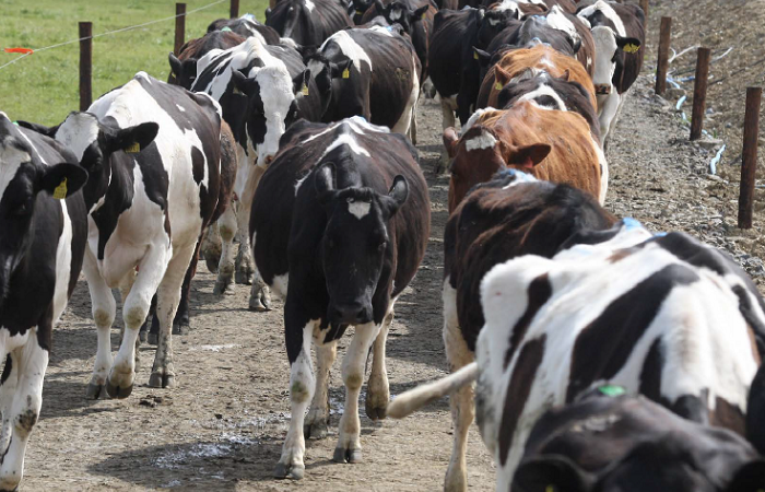 Cows on a roadway