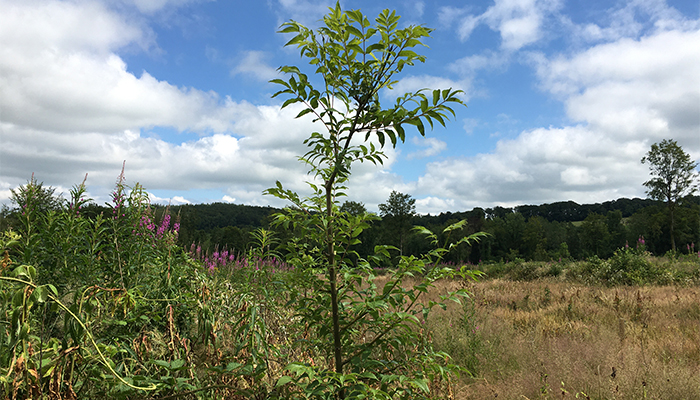 Breeding to develop Ash genotypes tolerant to dieback disease