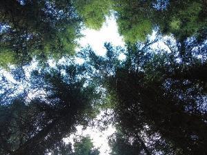 Irish forest - sycamore canopy