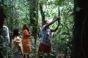 Peruvian forest - harvesting
