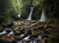 Minister Pippa Hackett announces overall winner of Teagasc Forest Photo Competition 2022