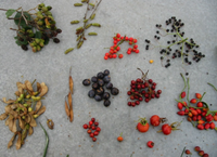 Growing trees from seed – part 2