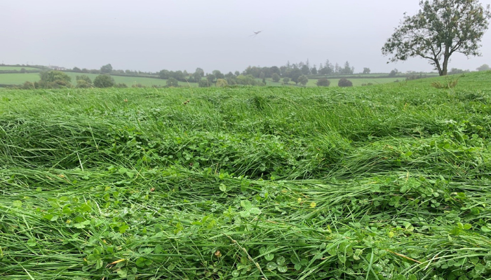 clover sward walsh farm