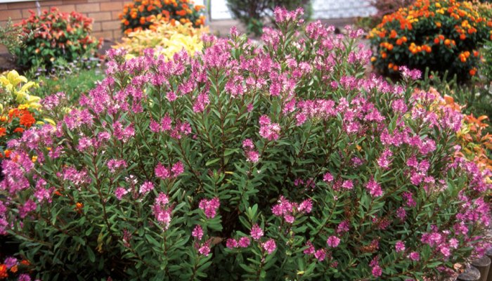 Event: Plant protection products for ornamental and nursery stock plants - new controls and increasing impact of biopesticides