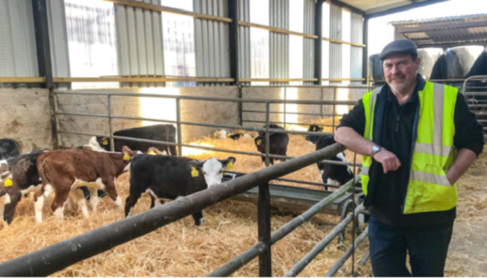Successful calf rearing the key to profitable dairy calf to beef
