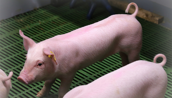Pig Research Update - PigNoDock