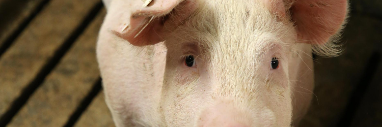 one pig eyes body image