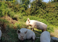 Adding Value to Pigmeat