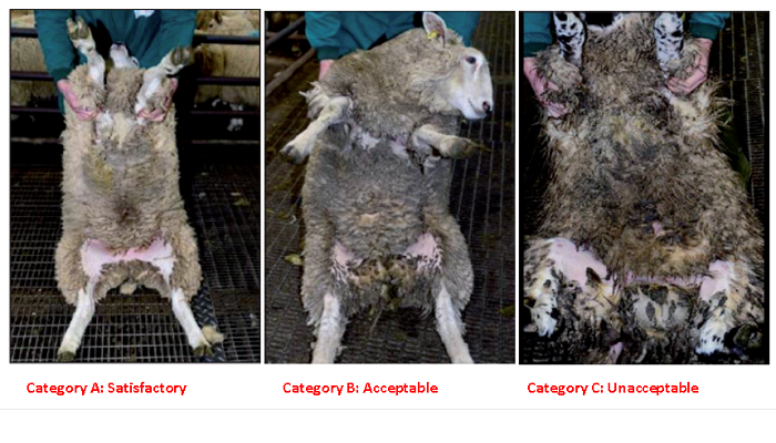 Clean Livestock policy - Sheep