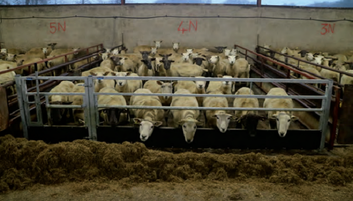 BETTER Farm Update - Silage quality is tested