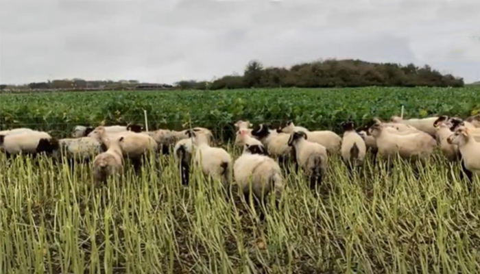 Evaluating forages for finishing hill store lambs