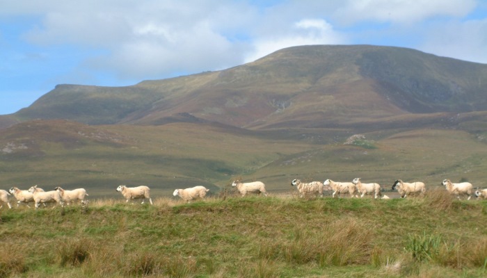 Feeding Hill Sheep Prior To Lambing