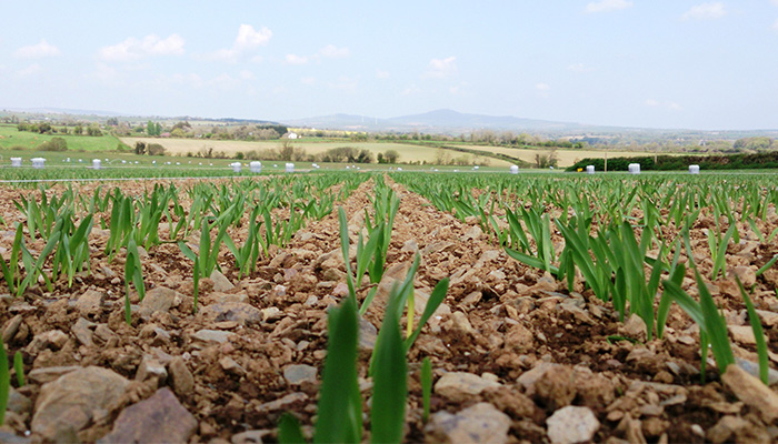 Tillage Newsletter - November 2020