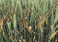 Increased vulnerability of upcoming wheat varieties to Irish septoria strains confirmed