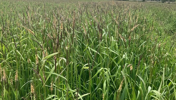 Blackgrass raising its head