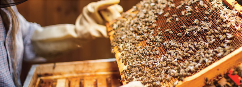 Bee Keeping and Honey Production Banner Image
