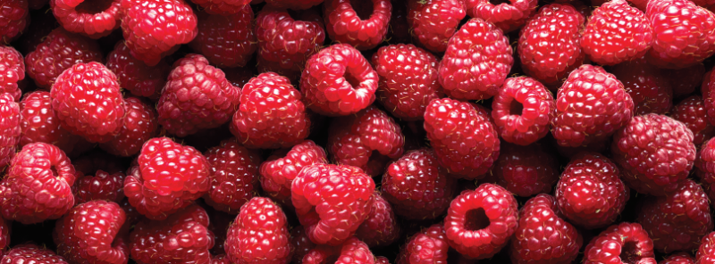 Fresh Raspberry Production Banner Image