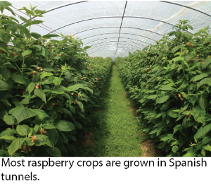 Fresh Raspberry Production Caption Image 2