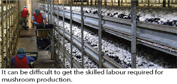 Mushroom Production Caption Image 1